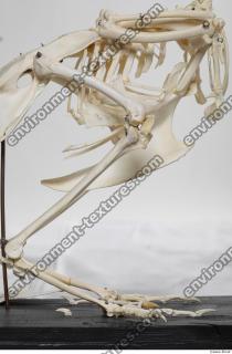 hen skeleton 0049